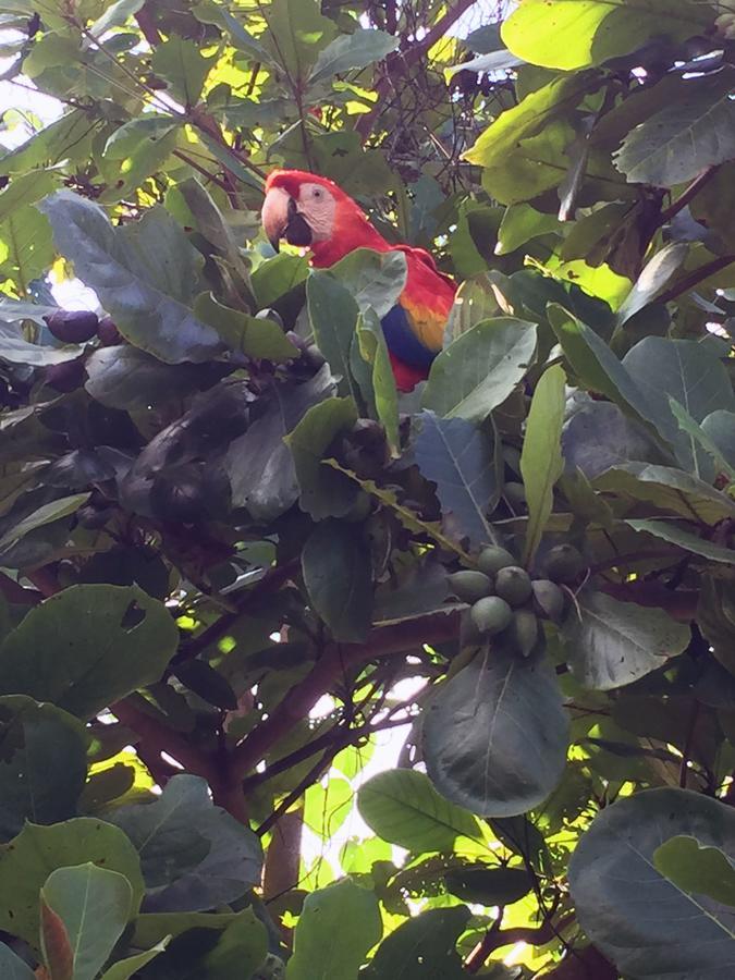 Отель Casa Guacamaya Паленке Экстерьер фото